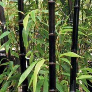bambus, bambusy
