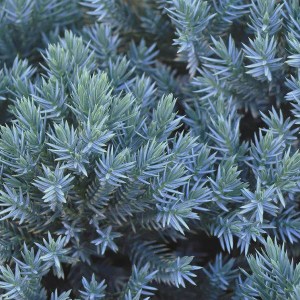 borievka šupinatá, borievka supinata, blue star, borievka blue star, modrá hviezda, juniperus squamata blue star, juniperus squamata, borievka