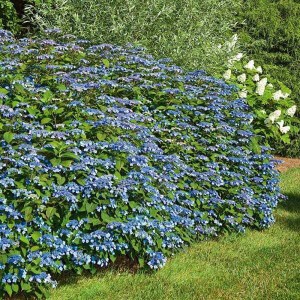 hortenzia pílovitá, hydrangea serrata blue bird, hortenzia pilkovita, hydrangea blue bird, hortenzia blue bird, modrá hortenzia