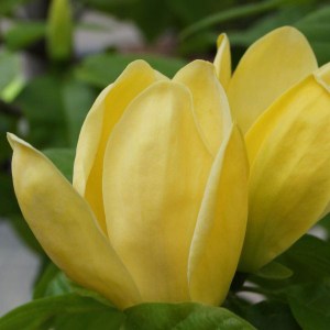 magnólia yellow river, magnólia, magnolia, yellow river, žltá magnólia, magnolia yellow river, magnolia zlta