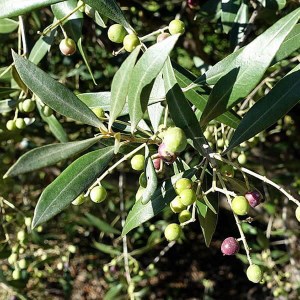 olivovník európsky, olea europaea, olivovník, olivy, olivovnik, olivivniky, olivovníky, olivový strom, olivové stromy